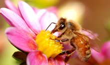 bee