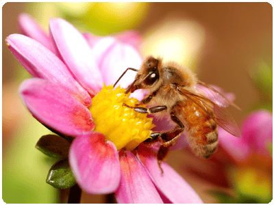 sticky_bee