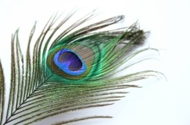 peacock_275px