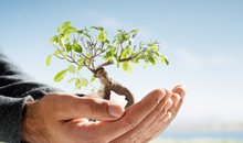 hand tree