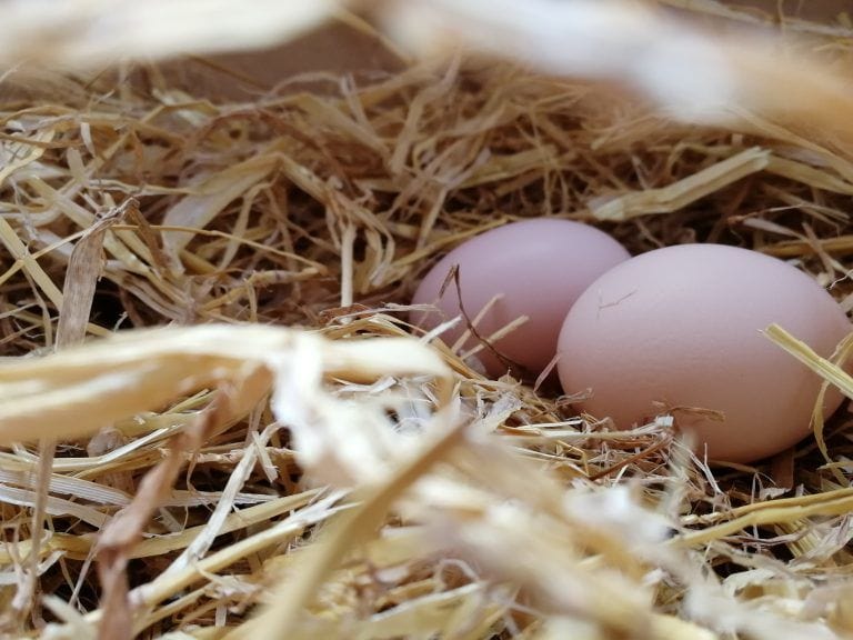 eggs in a nest